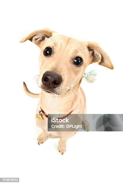 Puppy Close Up Stock Photo - Download Image Now - Animal, Chihuahua - Dog, Close-up