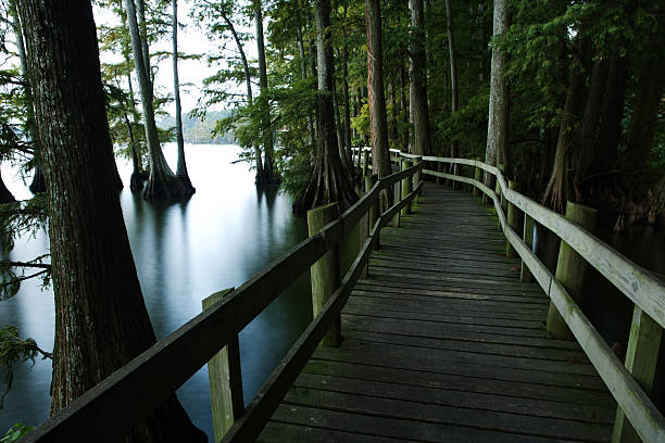 passeio no pântano - reelfoot lake imagens e fotografias de stock