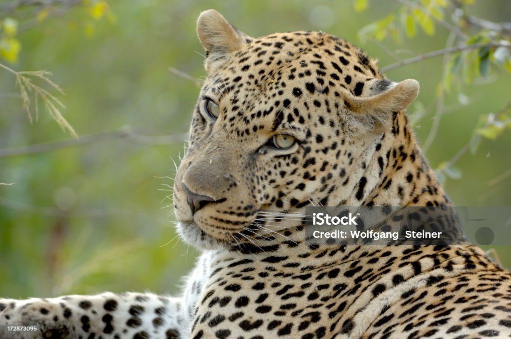 Adulte mâle léopard repos - Photo de Afrique libre de droits