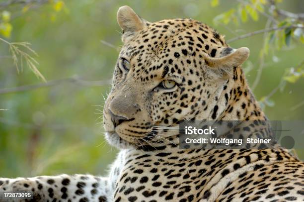Dorosły Mężczyzna Leopard Odpoczywać - zdjęcia stockowe i więcej obrazów Afryka - Afryka, Dawna Prowincja Transwal, Dziki kot
