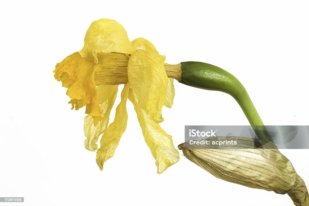 Withered Narciso - Royalty-free Amarelo Foto de stock