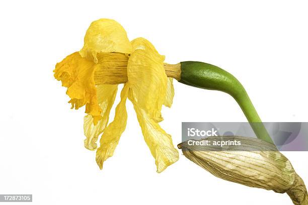 Withered Narciso - Fotografias de stock e mais imagens de Amarelo - Amarelo, Apodrecer, Figura para recortar