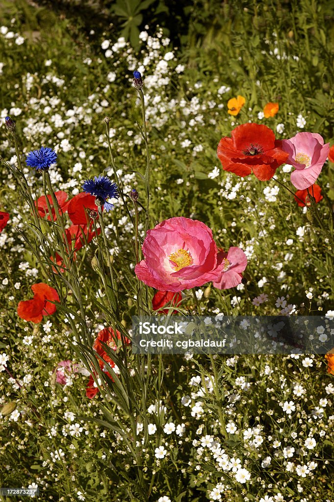 春の花 - オニゲシのロイヤリティフリーストックフォト