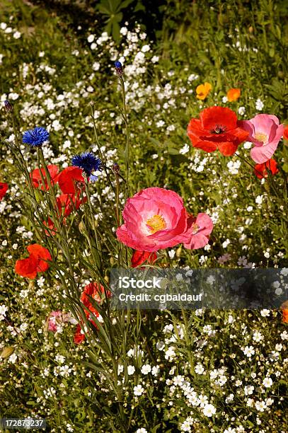 Foto de Flores Da Primavera e mais fotos de stock de Cabeça da flor - Cabeça da flor, Colorido, Flor