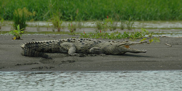 Crocodilo Rio 03 - foto de acervo