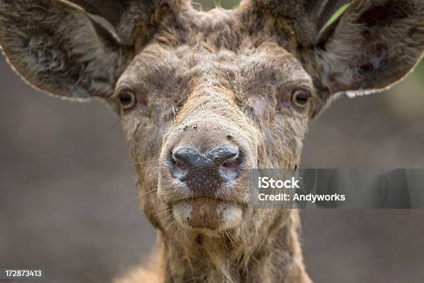 Zuhören Hirschgeweih Stockfoto und mehr Bilder von Bock - Männliches Tier - Bock - Männliches Tier, Fotografie, Geweih