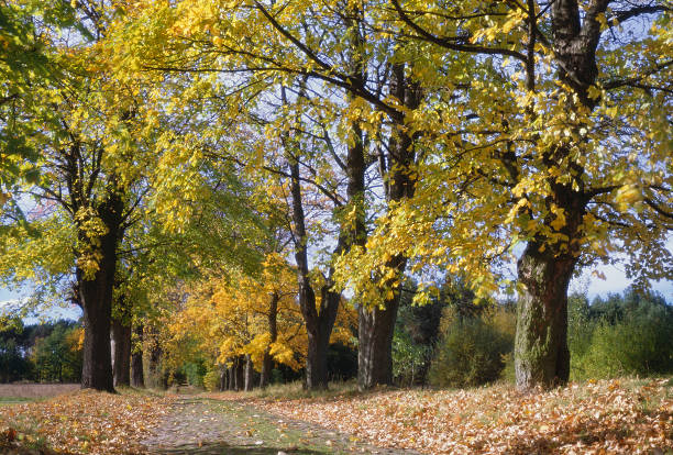 autumn stock photo