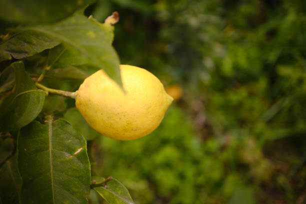 Bunches of fresh yellow ripe lemons on lemon tree branches