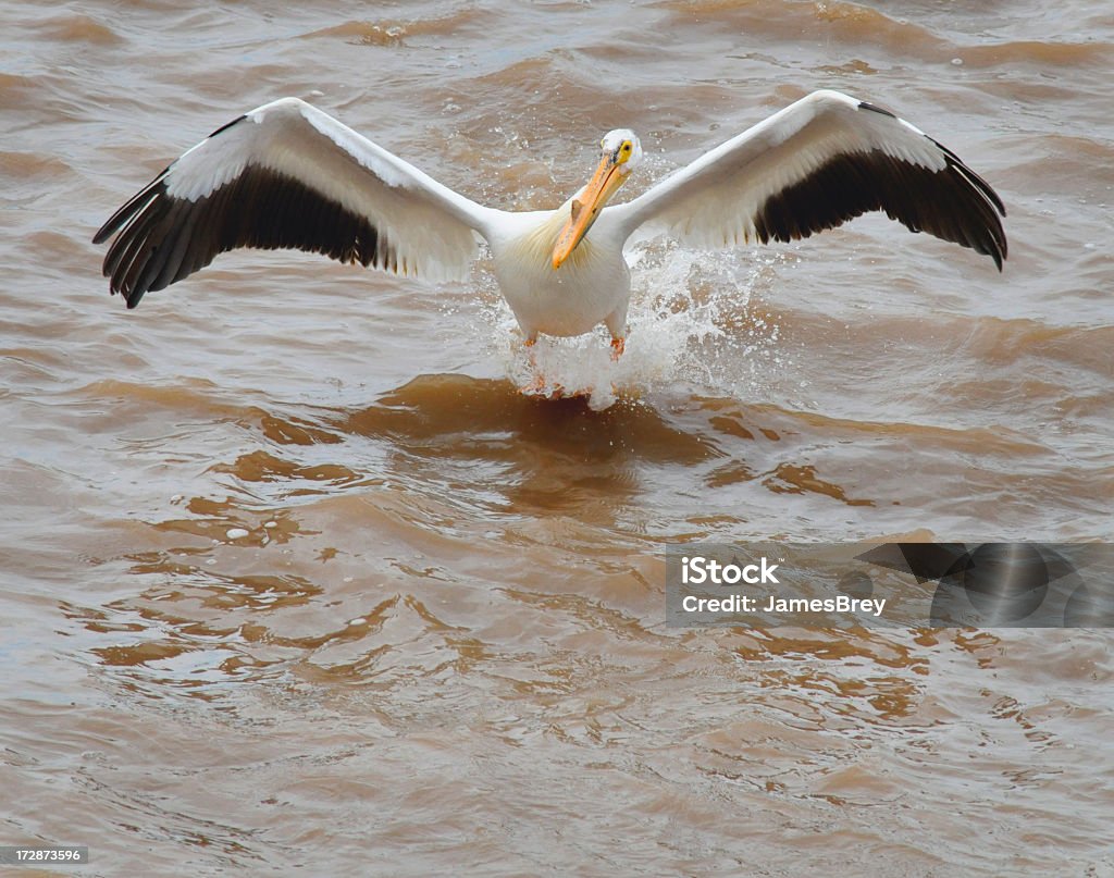 American White Pelican Landing in einem verschmutzten Wasser - Lizenzfrei Umweltschutz-Reinigungsaktion Stock-Foto