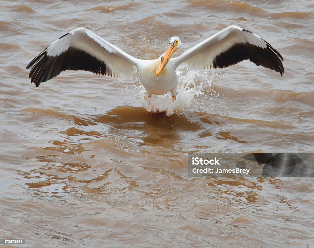 Pelicano-branco-americano a pousar na água poluída - Royalty-free Derrame de Petróleo Foto de stock