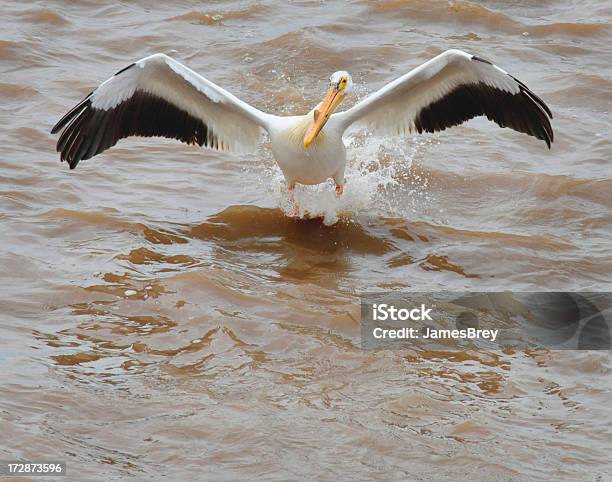 Pelicanobrancoamericano A Pousar Na Água Poluída - Fotografias de stock e mais imagens de Derrame de Petróleo - Derrame de Petróleo, Limpeza Ambiental, Acidentes e Desastres