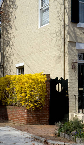 Forsythia Bush in Townhouse Garden "Townhouse in Washington, DC in spring showing bright yellow forsythia bush" driveway colonial style house residential structure stock pictures, royalty-free photos & images