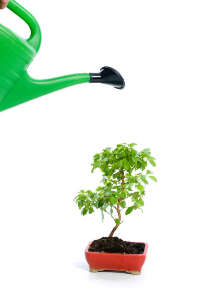 istock Business woman with small tree 172873733