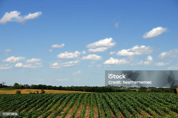 Iowa Campo Di Mais - Fotografie stock e altre immagini di Agricoltura - Agricoltura, Alimentazione sana, Ambientazione esterna