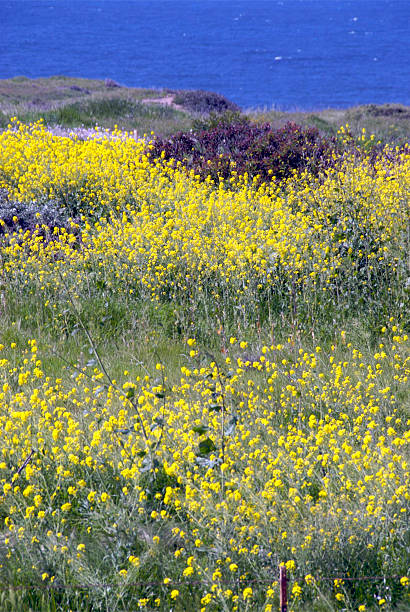 istock Wildflowers of California 172873832