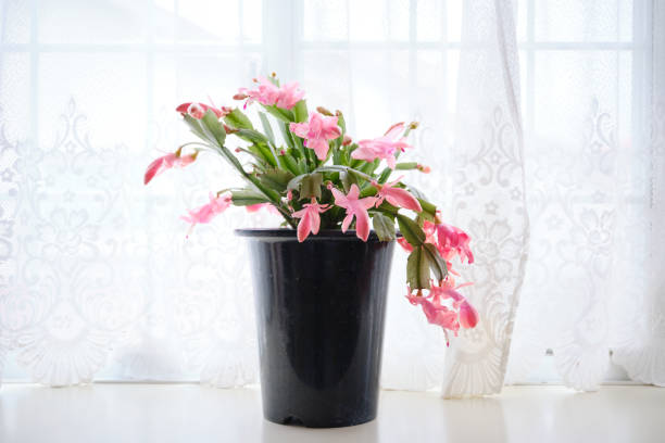 istock Indoor cute cactus petals 1728739304