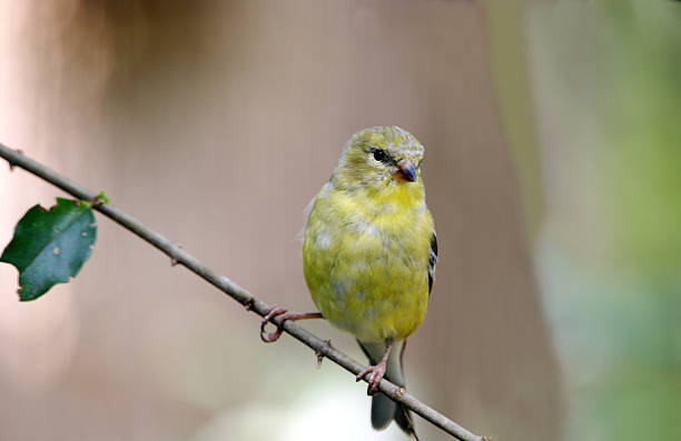 istock Female Goldfinch on Branch 172873977
