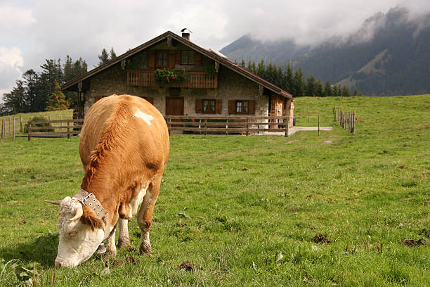 vaca en los alpes - alm bavaria mountain summer fotografías e imágenes de stock