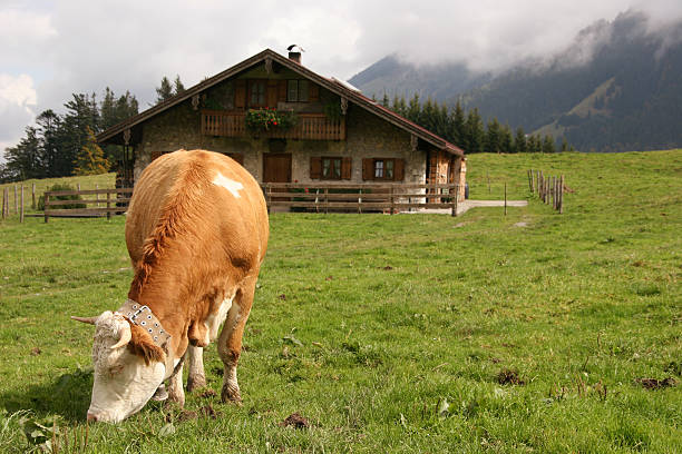 корова на альпы - alm bavaria mountain summer стоковые фото и изображения