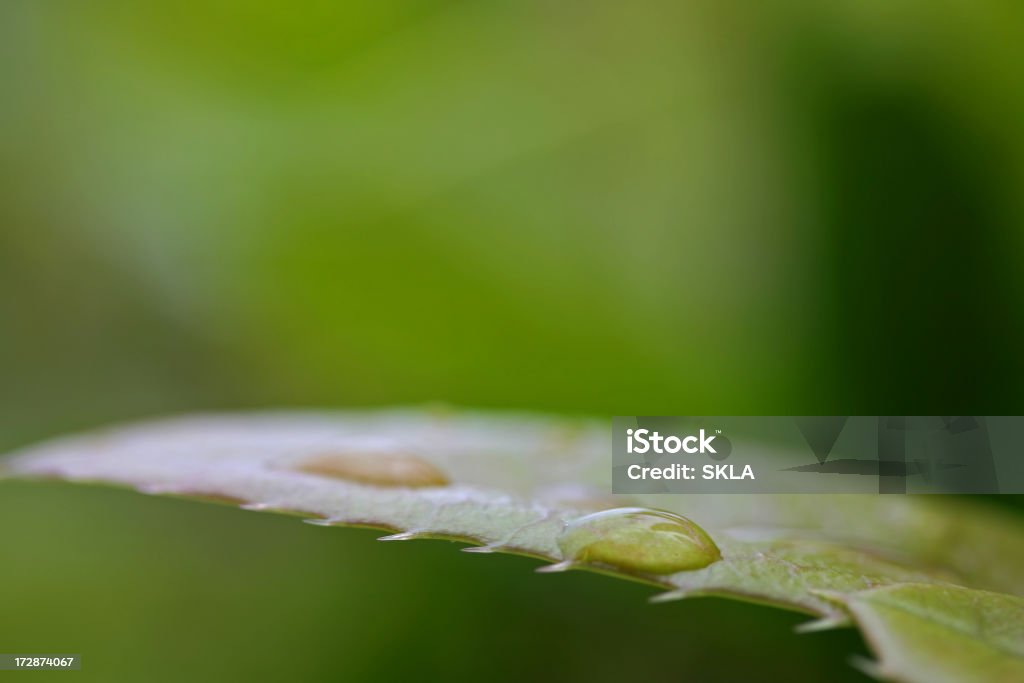 습함 잎 물 낙하 리먼 장대비 (close-up - 로열티 프리 0명 스톡 사진