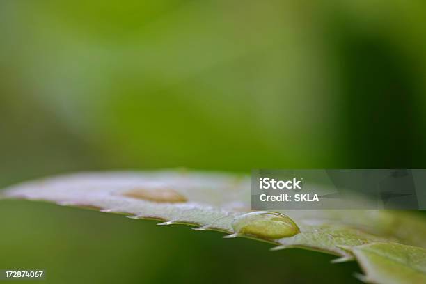 습함 잎 물 낙하 리먼 장대비 Closeup 0명에 대한 스톡 사진 및 기타 이미지 - 0명, 3월, 4월