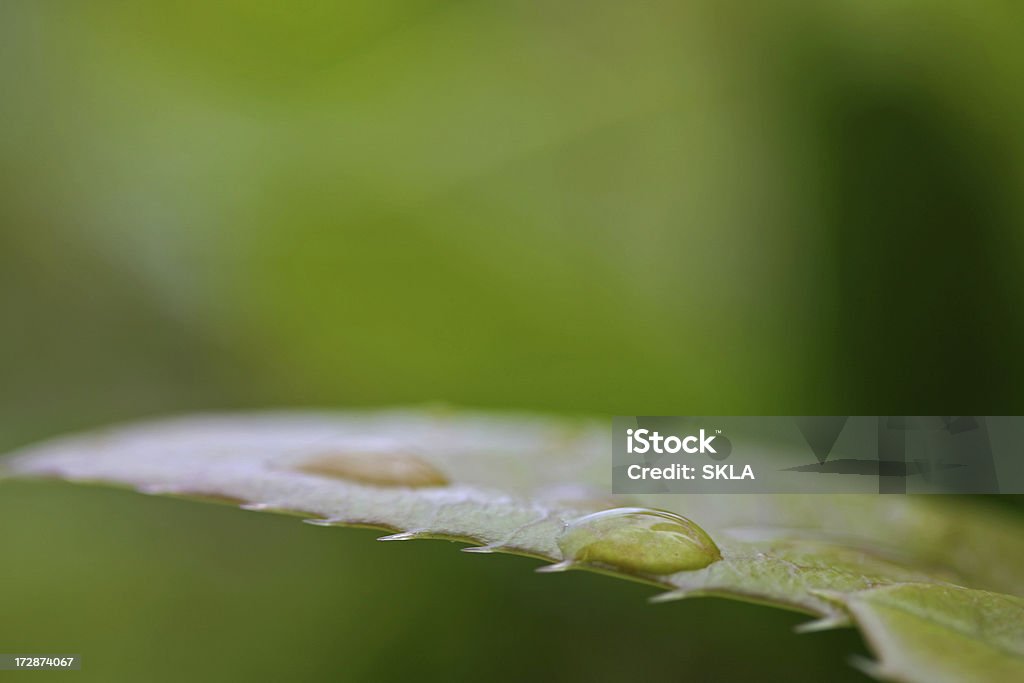 Molhado folha com gotas de água depois da chuva (close-up - Royalty-free Abril Foto de stock