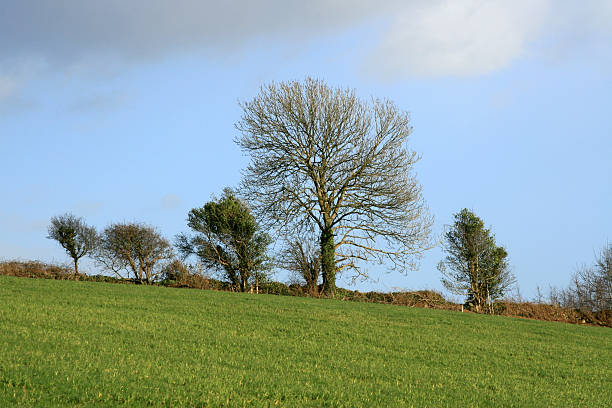A lonely tree in Azores