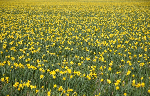 Endless Daffodils Stock Photo - Download Image Now - Agricultural Field ...