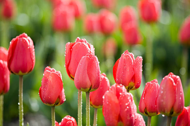 Red tulips in the bright sun, after a rain shower stock photo