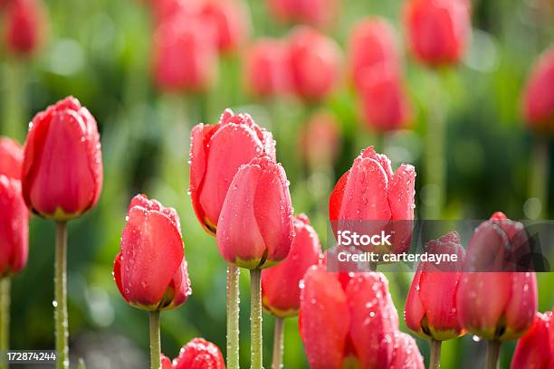 Red Tulips In The Bright Sun After A Rain Shower Stock Photo - Download Image Now - Rain, Flower, Tulip