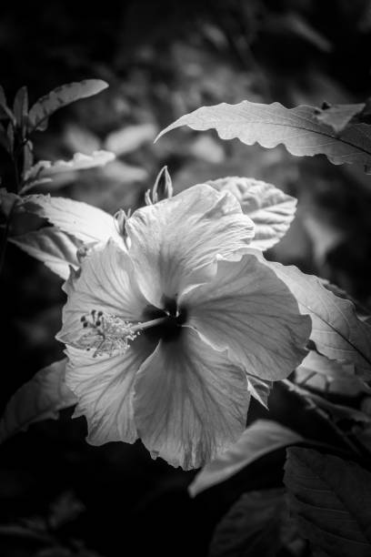 istock Delicate hibiscus in a black and white photo 1728745289