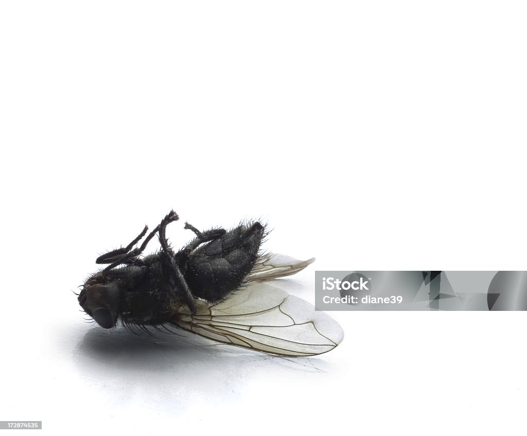 Мертвый fly - Стоковые фото Без людей роялти-фри