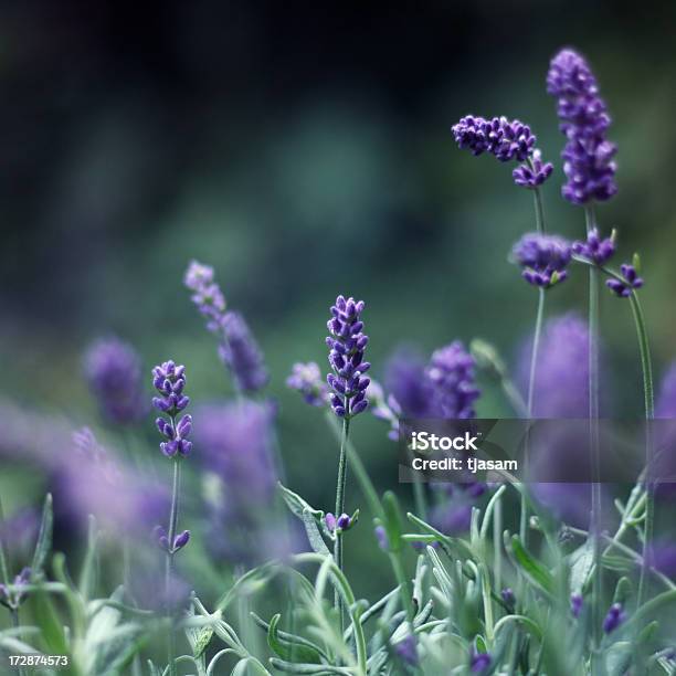 클린싱 고요한 장면에 대한 스톡 사진 및 기타 이미지 - 고요한 장면, 꽃-식물, 녹색