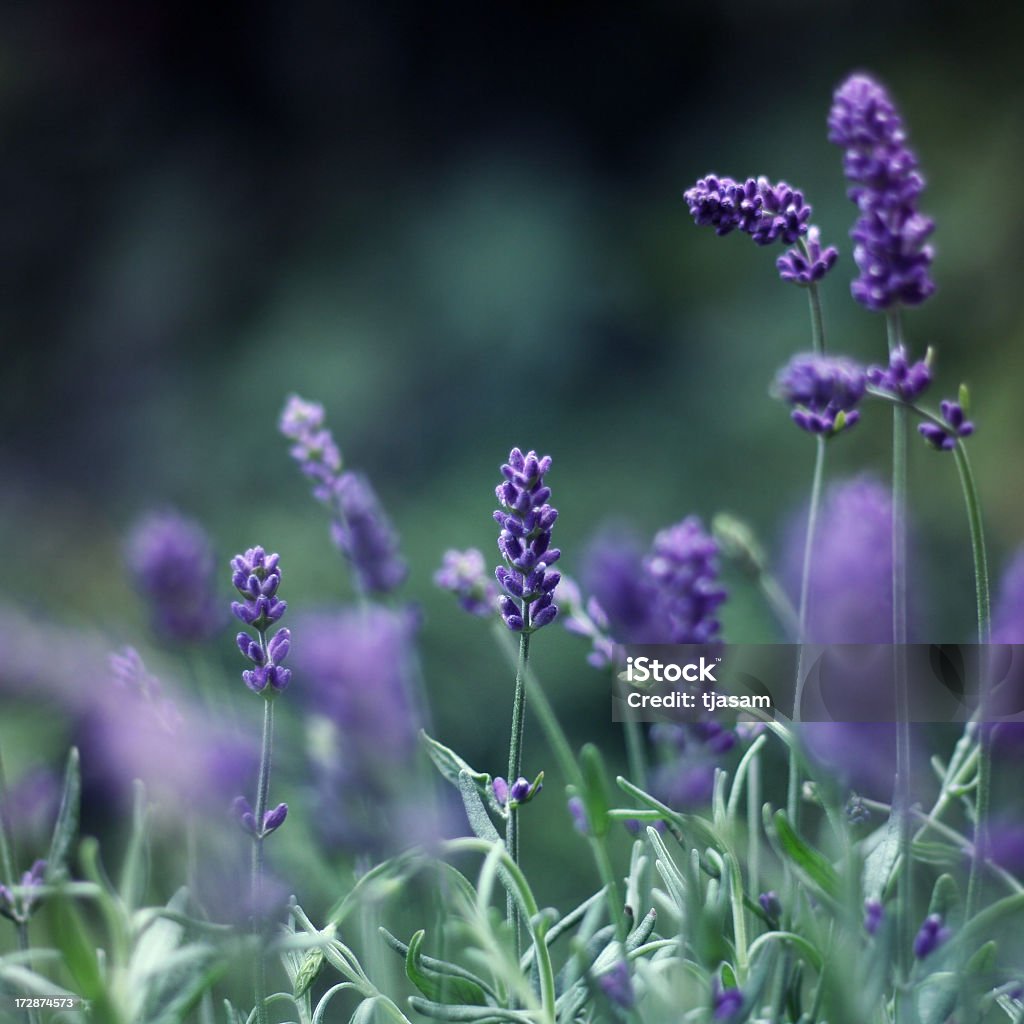 Lavanda - Foto de stock de Alfazema royalty-free