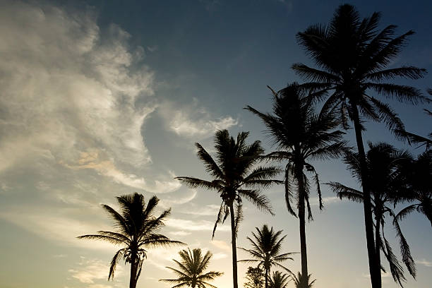 istock Silhouette of Palm Trees against Sun setting Sky 172874670