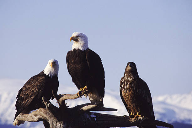 istock Three Bald Eagles on Perch in Homer, Alaska 172874736