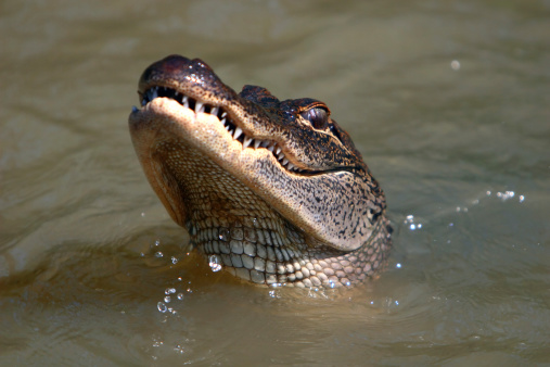 An American Alligator in the wild.