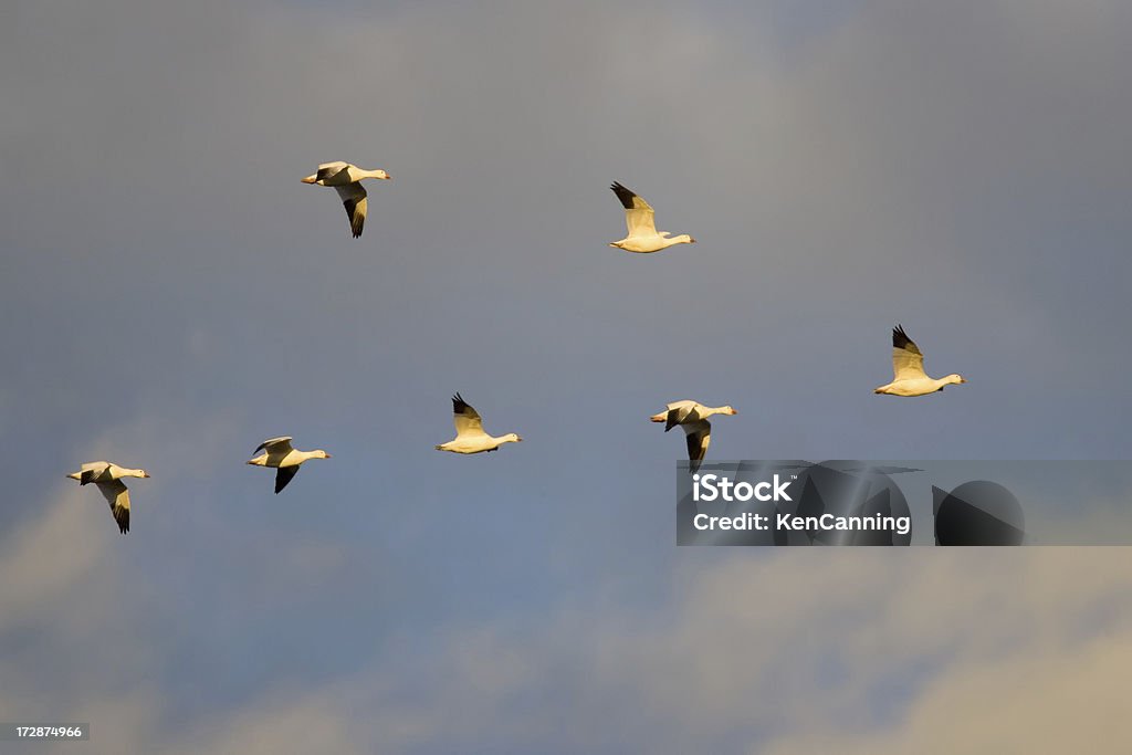 흰기러기 플락 이동 in 플라잉 V 형성 - 로열티 프리 새의 브이-형태로 날기 스톡 사진