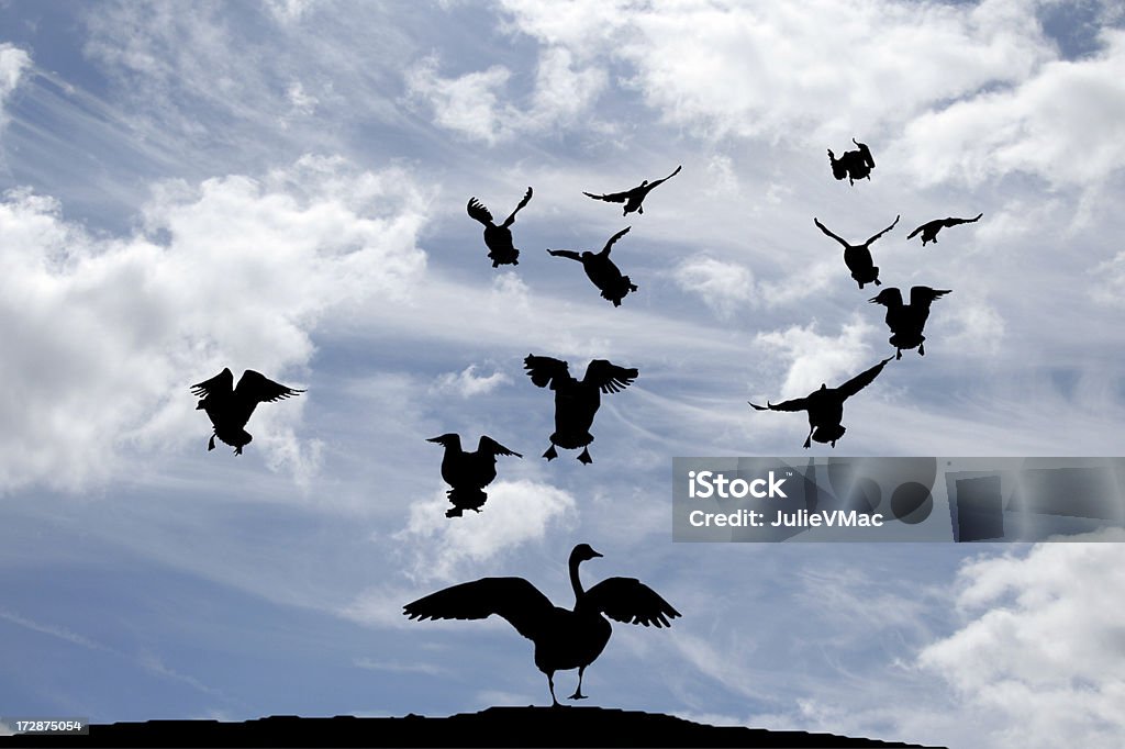 Ptaków w locie - Zbiór zdjęć royalty-free (Aranżacja)