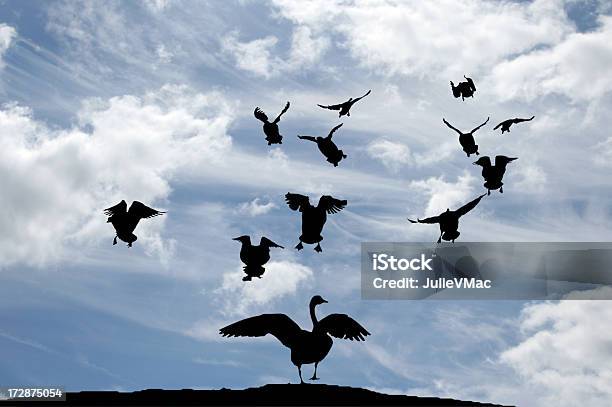 Aves Em Voo - Fotografias de stock e mais imagens de Animal - Animal, Arranjo, Aterrar