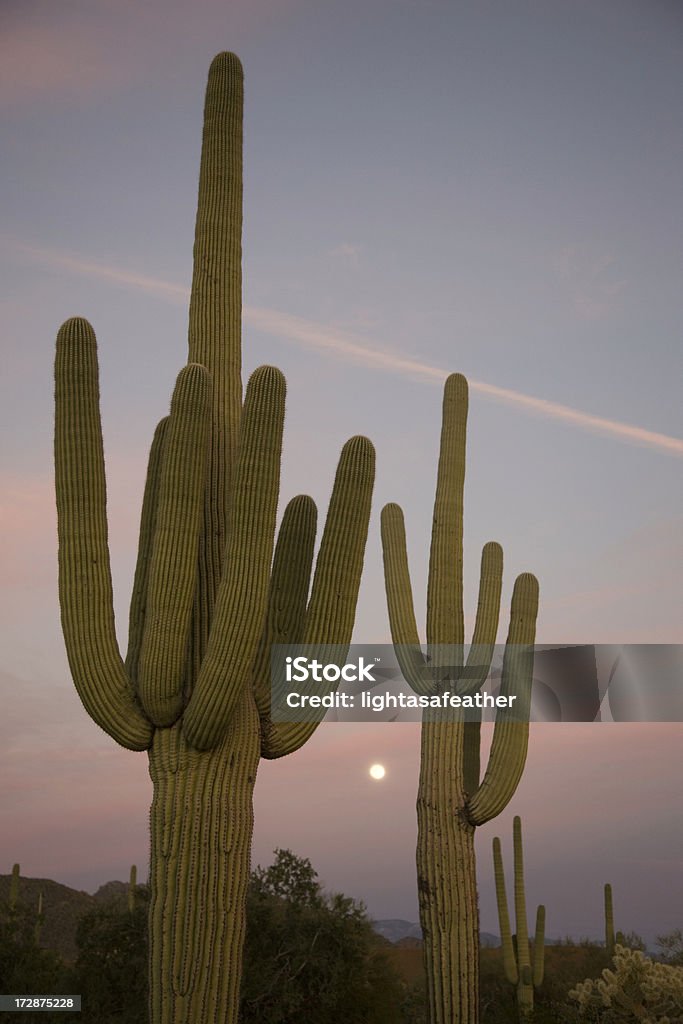 Désert de l'Arizona entre Le Cactus Moon lever au coucher du soleil - Photo de Arizona libre de droits