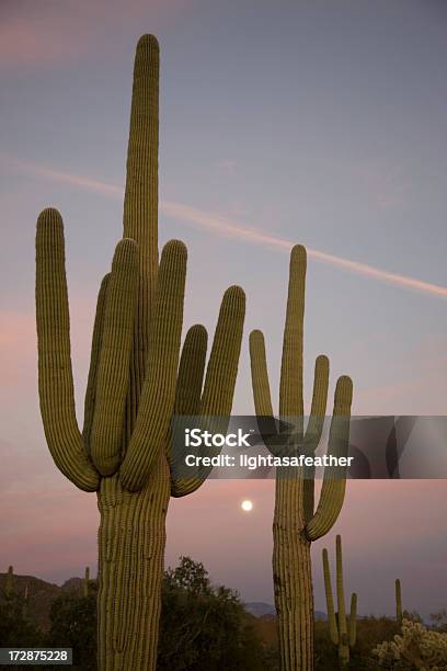 Photo libre de droit de Désert De Larizona Entre Le Cactus Moon Lever Au Coucher Du Soleil banque d'images et plus d'images libres de droit de Arizona
