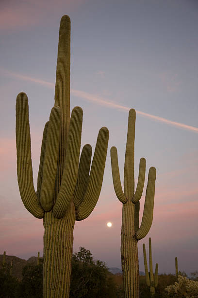 istock Arizona Desert Moon Rise Between the Saguaros at Sunset 172875228