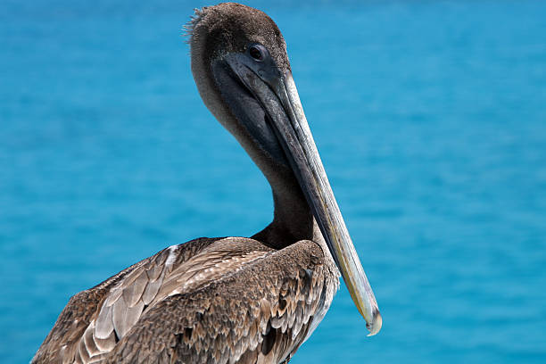 istock Pelican Portrait on Blue Water Background, Galapagos Islands 172875258