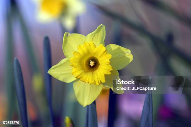 Narciso Amarillo Foto de stock y más banco de imágenes de Amarillo - Color - Amarillo - Color, Cabeza de flor, Conceptos