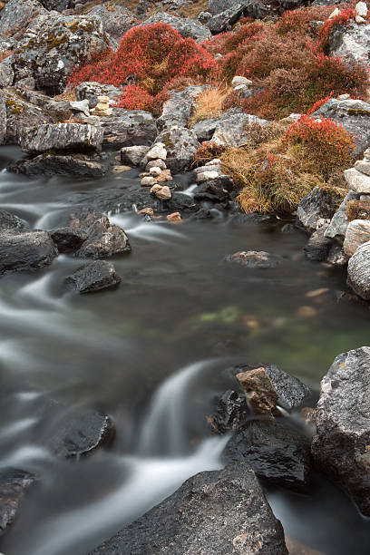 A tranquil forest scene with a flowing mountain creek, rocks, and vibrant green trees creating a picturesque natural environment, ideal for conveying concepts of serenity, wilderness, and untouched nature.