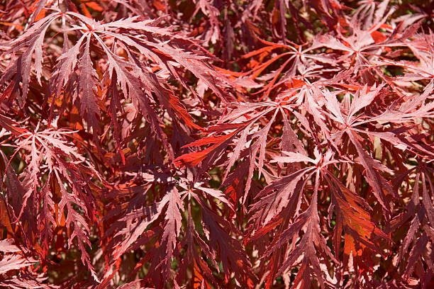 istock Vibrant red acer leaves full frame background 172875427