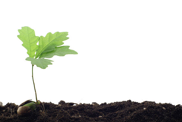 istock Isolated image of a oak tree sprout 172875439