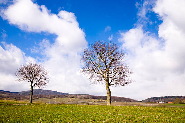 景観を 2 つの春の木 - eos5d ストックフォトと画像