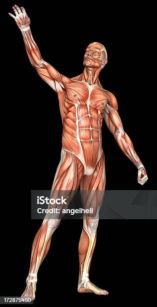 Cuerpo Humano De Un Hombre Con Los Músculos Foto de stock y más banco de imágenes de Encuadre de cuerpo entero - Encuadre de cuerpo entero, Músculo abdominal, Pecho - Torso
